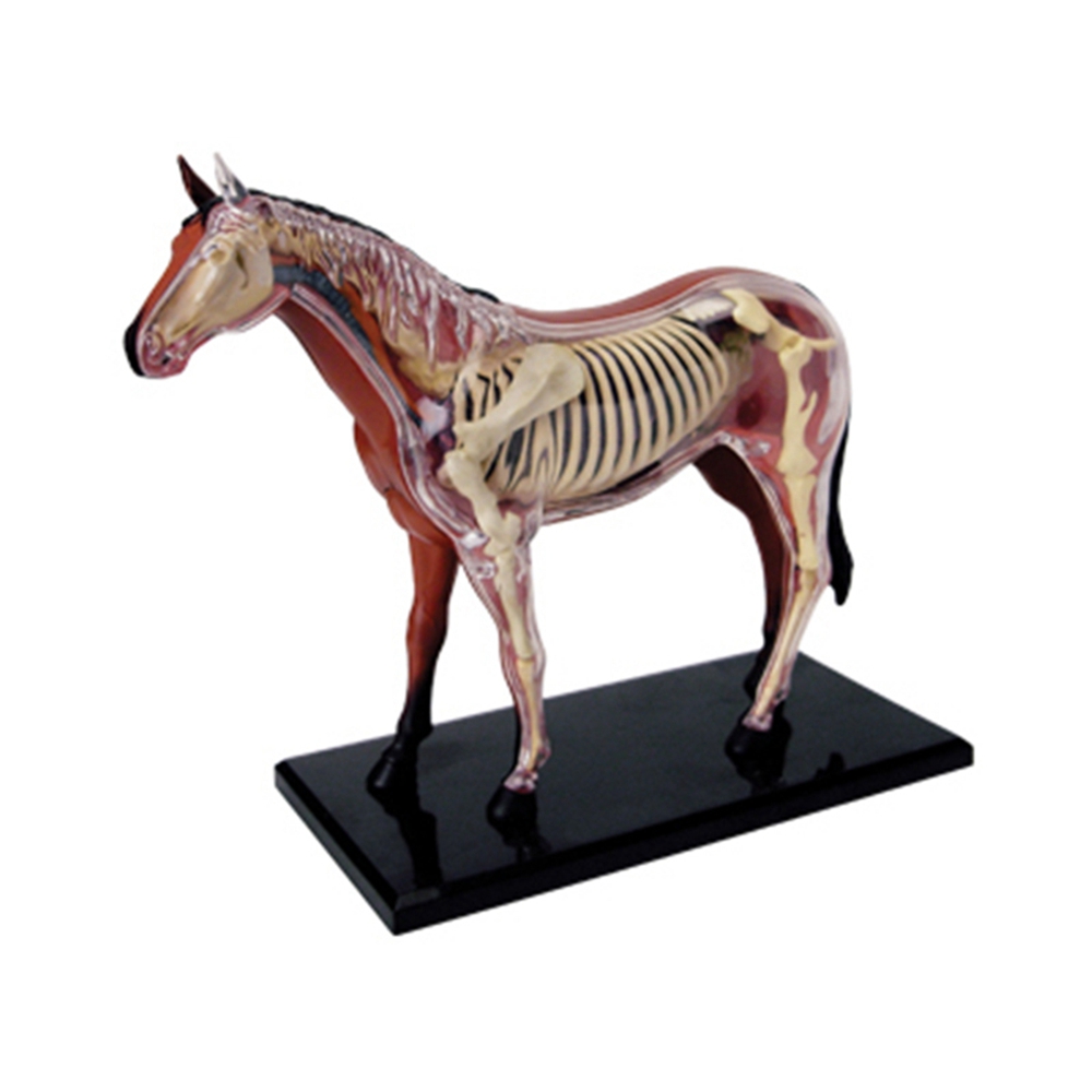 Animal Organ Anatomy Model 4D  – Science Toys Diy recenzja i cena