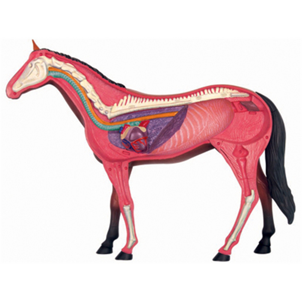 Animal Organ Anatomy Model 4D  – Science Toys Diy recenzja i cena