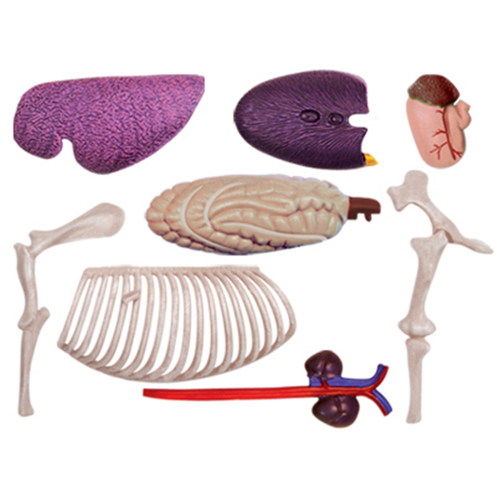 Animal Organ Anatomy Model 4D  – Science Toys Diy recenzja i cena