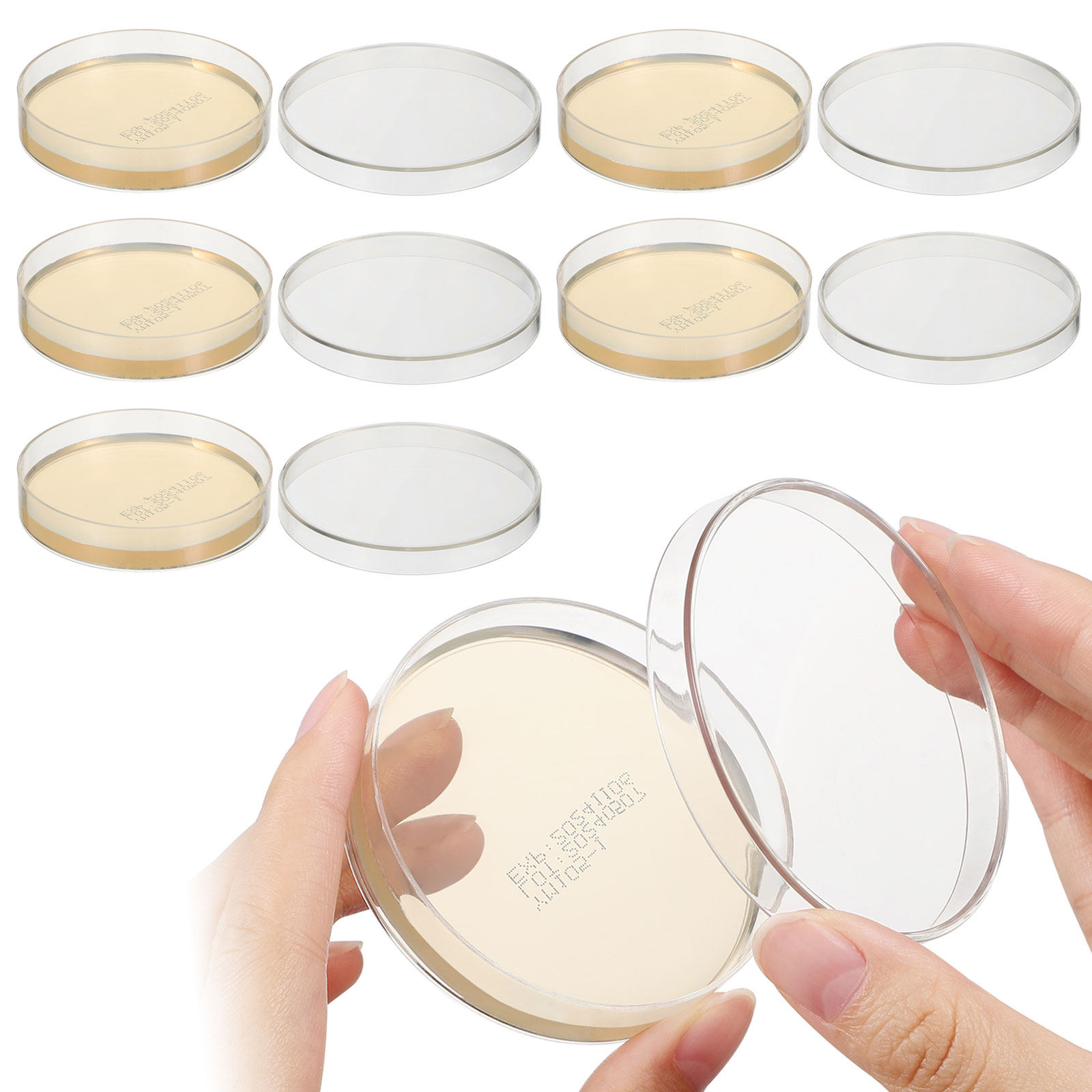 Agar Plates 10pcs Ready to Use – Science Experiment recenzja i cena