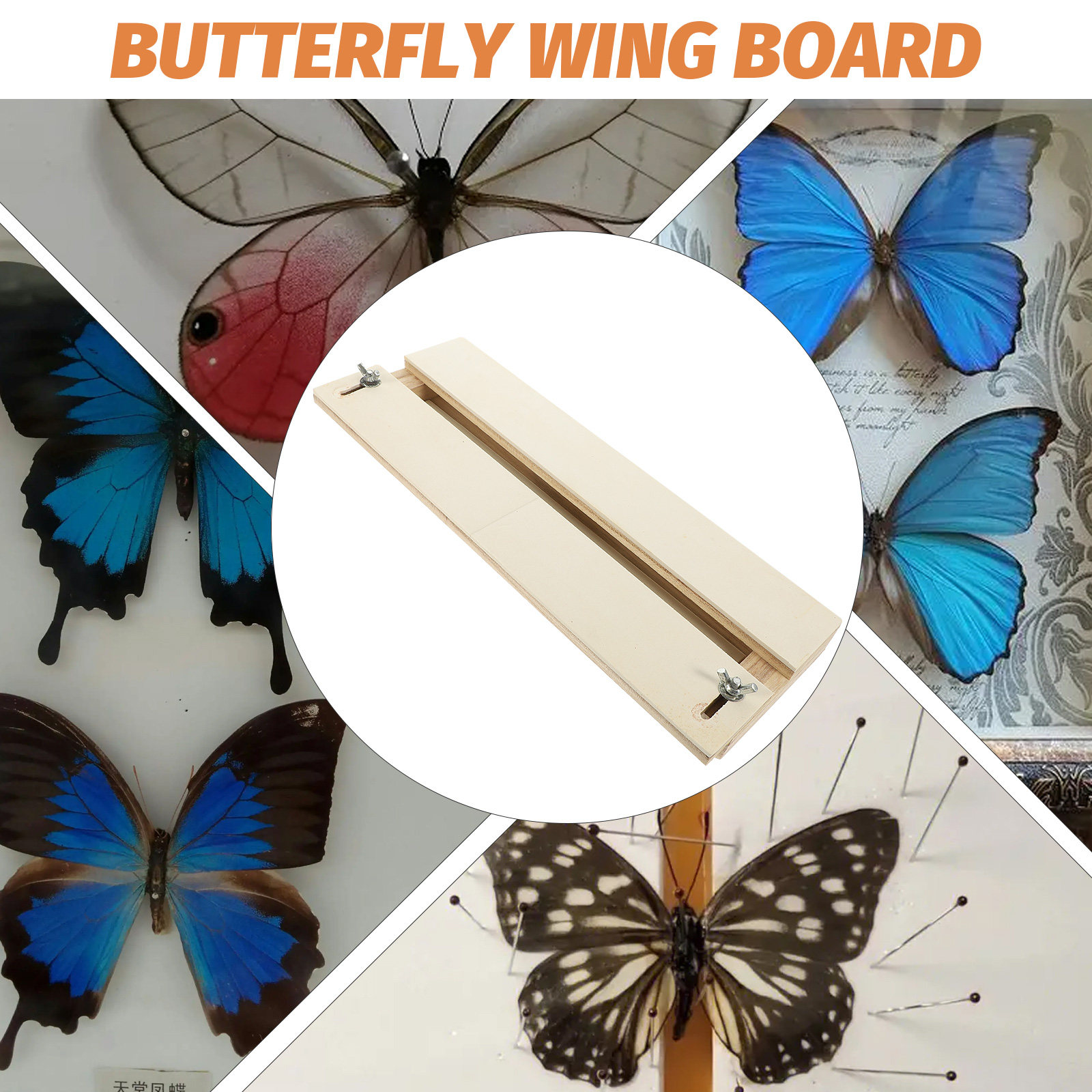 Professional Butterfly Wing Di – Science Experiment recenzja i cena