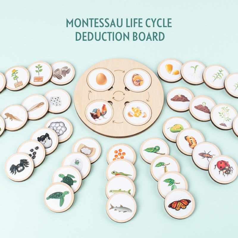 Life Cycle Board Montessori Ki – Science Toys Diy recenzja i cena