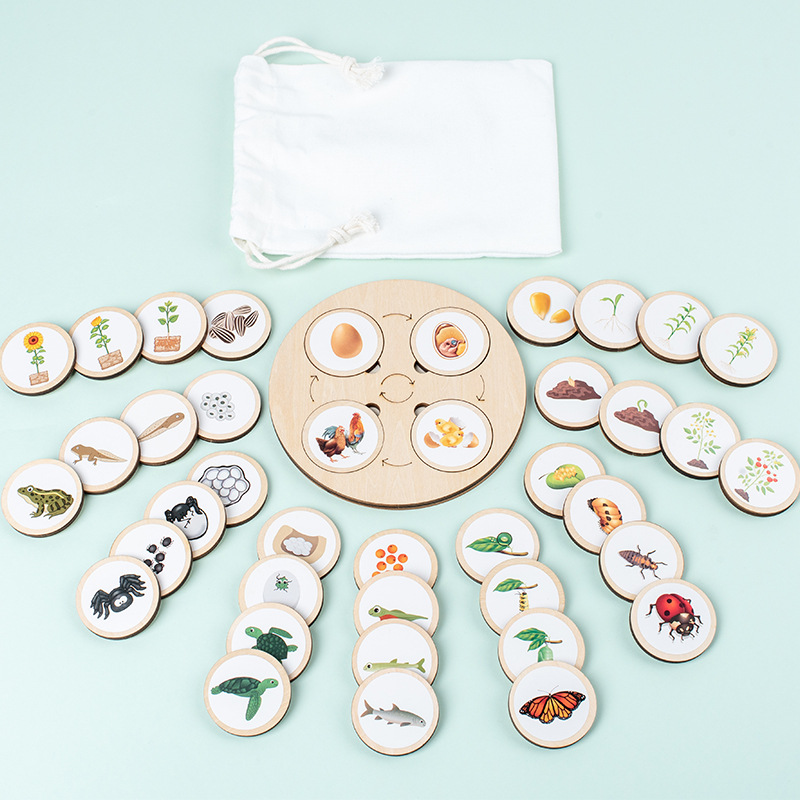 Life Cycle Board Montessori Ki – Science Toys Diy recenzja i cena
