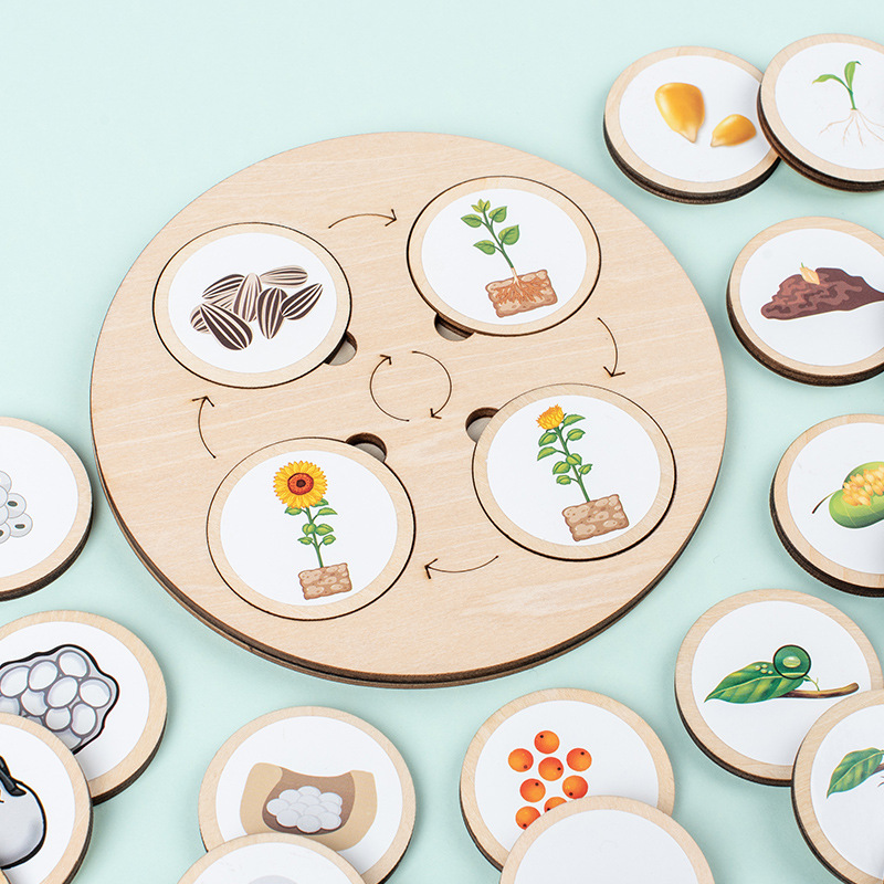 Life Cycle Board Montessori Ki – Science Toys Diy recenzja i cena